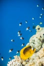 Shoal of Chromis dimidiata