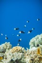 Shoal of Chromis dimidiata