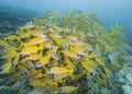 Shoal of common bluestripe snapper underwater on coral reef