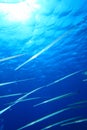 Shoal of Cornetfish Royalty Free Stock Photo