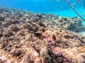 Shoal of differend kinds of the fish - sailfin tang, Longnose Parrotfish, Picasso trigger, Birdmouth wrasse