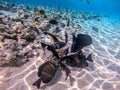 Shoal of differend kinds of the fish - sailfin tang, Longnose Parrotfish, Picasso trigger, Birdmouth wrasse