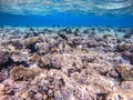 Shoal of differend kinds of the fish - sailfin tang, Longnose Parrotfish, Picasso trigger, Birdmouth wrasse Royalty Free Stock Photo