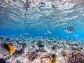 Shoal of differend kinds of the fish - sailfin tang, Longnose Parrotfish, Picasso trigger, Birdmouth wrasse Royalty Free Stock Photo