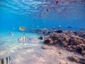 Shoal of differend kinds of the fish - sailfin tang, Longnose Parrotfish, Picasso trigger, Birdmouth wrasse Royalty Free Stock Photo