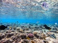 Shoal of differend kinds of the fish - sailfin tang, Longnose Parrotfish, Picasso trigger, Birdmouth wrasse