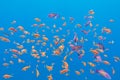 Shoal of exotic fishes Anthias in tropical sea, underwater