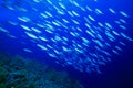 Shoal of Fish