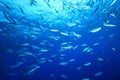 Shoal of Fish