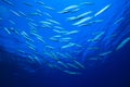 Shoal of Fish Royalty Free Stock Photo