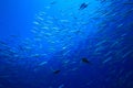 Shoal of Fish Royalty Free Stock Photo
