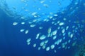 Shoal of Fish Royalty Free Stock Photo