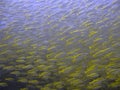 Shoal of Fish