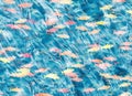 Shoal of fish on blue water Royalty Free Stock Photo