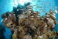 Shoal of fish and coral reef Royalty Free Stock Photo