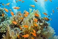 Shoal of fish on the coral reef Royalty Free Stock Photo