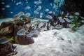 Shoal of fish on the coral reef Royalty Free Stock Photo