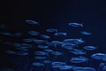 Shoal of fish deep undersea Royalty Free Stock Photo
