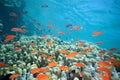 Shoal fish on the reef Royalty Free Stock Photo