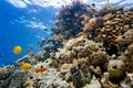 Shoal fish on the reef Royalty Free Stock Photo