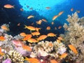 Shoal of fish on the reef Royalty Free Stock Photo