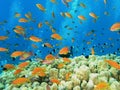 Shoal of fish on the reef Royalty Free Stock Photo
