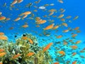 Shoal of fish on the reef Royalty Free Stock Photo