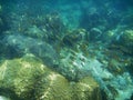 shoal of fish underwater