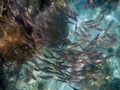 shoal of fish underwater the sea