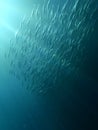 Shoal of fish in underwater sunrays