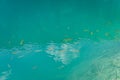 Shoal of fishes in clean, turquoise coloured lake, Plitvice Lakes Royalty Free Stock Photo