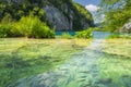 Shoal of fishes swimming in turquoise coloured lake, Plitvice Lakes Royalty Free Stock Photo