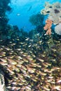 A shoal of Glass fish/Golden sweeper Royalty Free Stock Photo