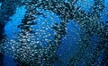 Shoal of glassfish