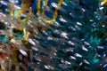 Shoal of glassfish