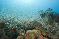 Shoal of glassfish on a coral reef