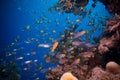 Shoal of Glassfish (Golden Sweepers) in clear blue water of the Red Sea Royalty Free Stock Photo