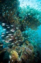 Shoal of Glassfish (Golden Sweepers) in clear blue water of the Red Sea