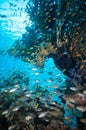 Shoal of Glassfish (Golden Sweepers) in clear blue water of the Red Sea Royalty Free Stock Photo