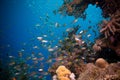 Shoal of Glassfish (Golden Sweepers) in clear blue water of the Red Sea Royalty Free Stock Photo