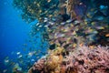 Shoal of Glassfish (Golden Sweepers) in clear blue water of the Red Sea Royalty Free Stock Photo