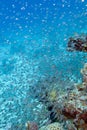 Shoal of glassfishes - Red Sea Sweepers, underwater Royalty Free Stock Photo