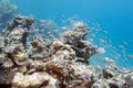 Shoal of glassfishes - Red Sea Sweepers, underwater Royalty Free Stock Photo