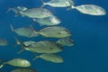 The shoal of the greater amberjack in the Adriatic Sea,