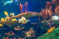 Shoal group of many red yellow tropical fishes in blue water with coral reef, colorful underwater world Royalty Free Stock Photo