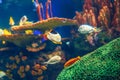 Shoal group of many red yellow tropical fishes in blue water with coral reef, colorful underwater world