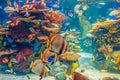 Shoal group of many red yellow tropical fishes in blue water with coral reef, colorful underwater world