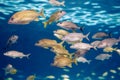 Shoal group of tiny small tropical fish under water in aquarium. Sea ocean marine wildlife animals swimming in blue water. Royalty Free Stock Photo