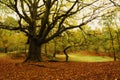 Shoal Hill, Cannock Chase forest in Autumn Royalty Free Stock Photo