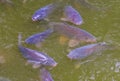 Shoal of hungry common carps swimming in the water, popular fresh water fish from Europe, Vulnerable animal specie